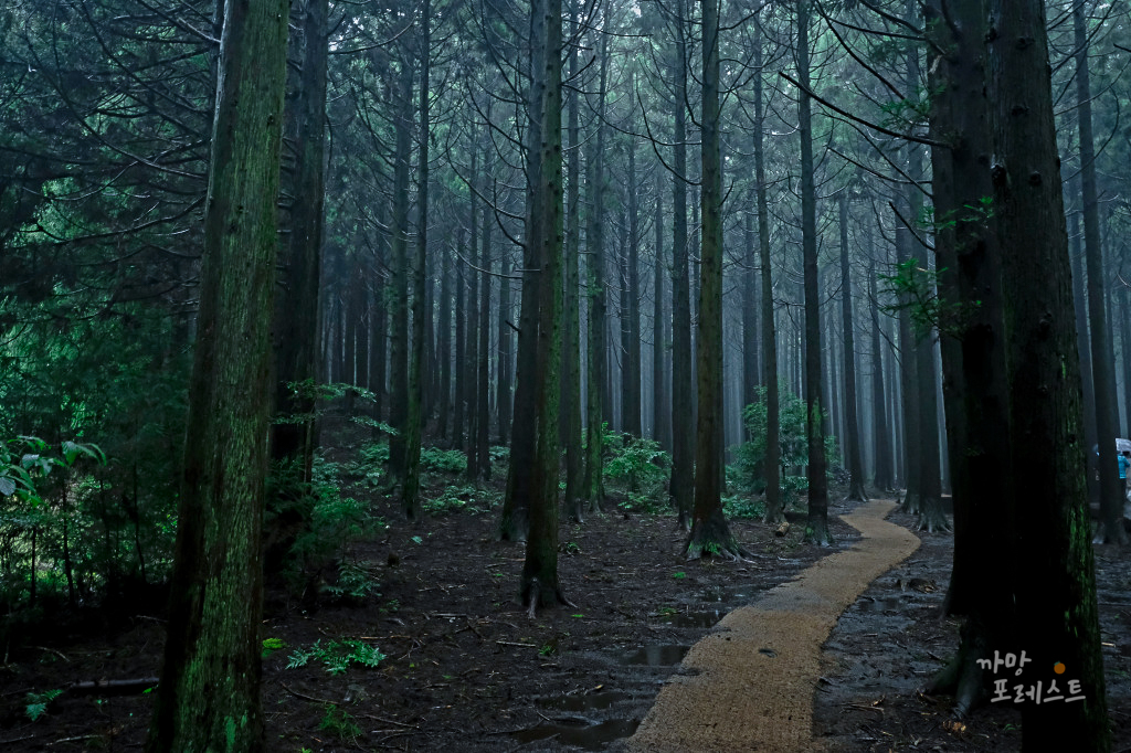 비오는날 사려니 숲길 분위기
