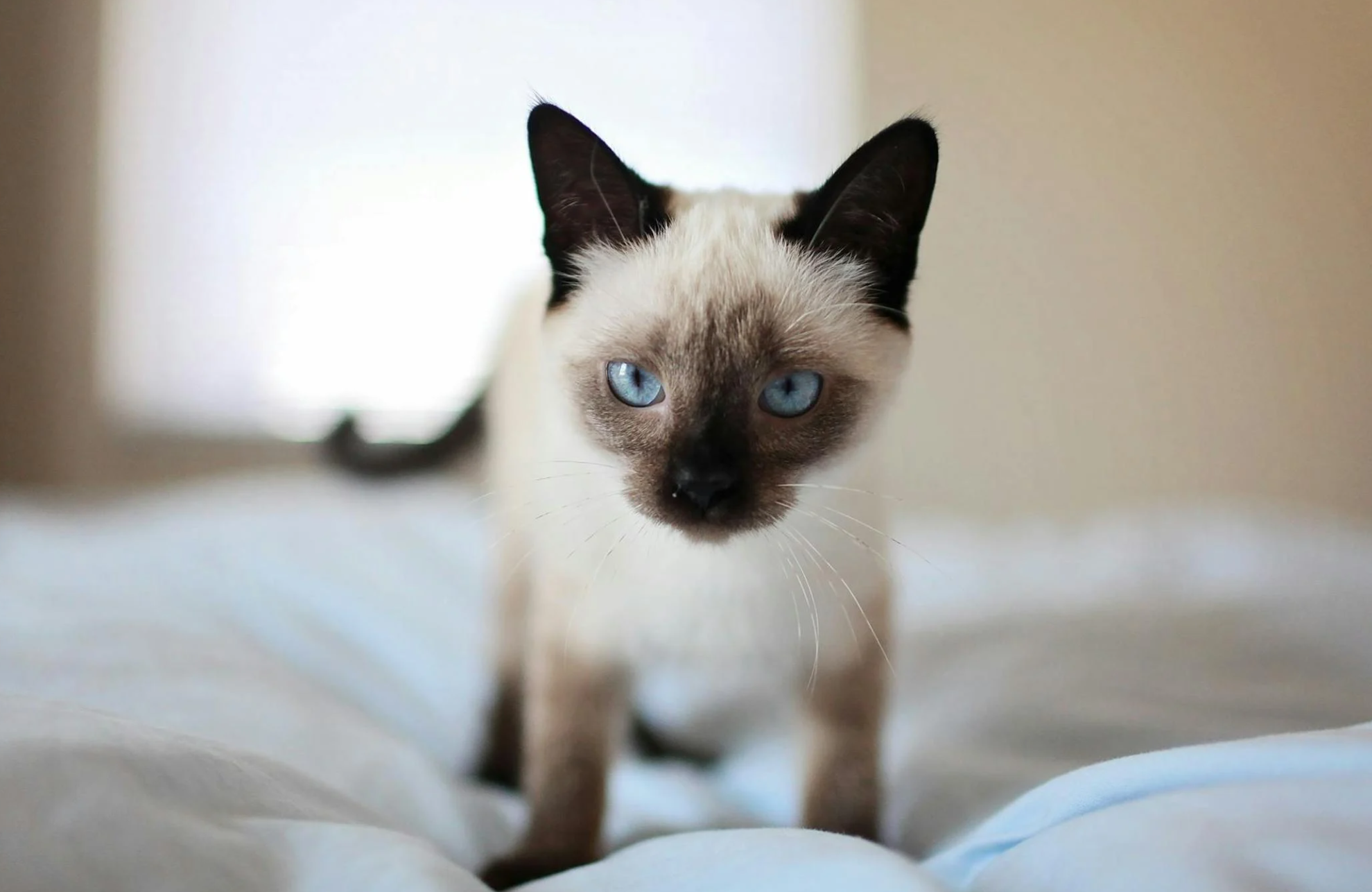 &lt;/img src=&quot;주소&quot; alt=&quot;새끼고양이 꿈해몽&quot;&gt;