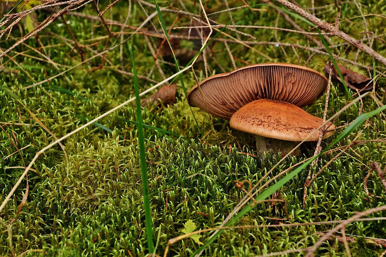 오염 토양 정화에 활용되는 버섯