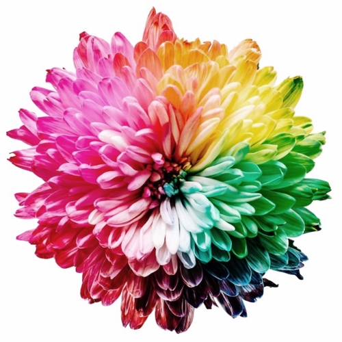 색의 수반 감정