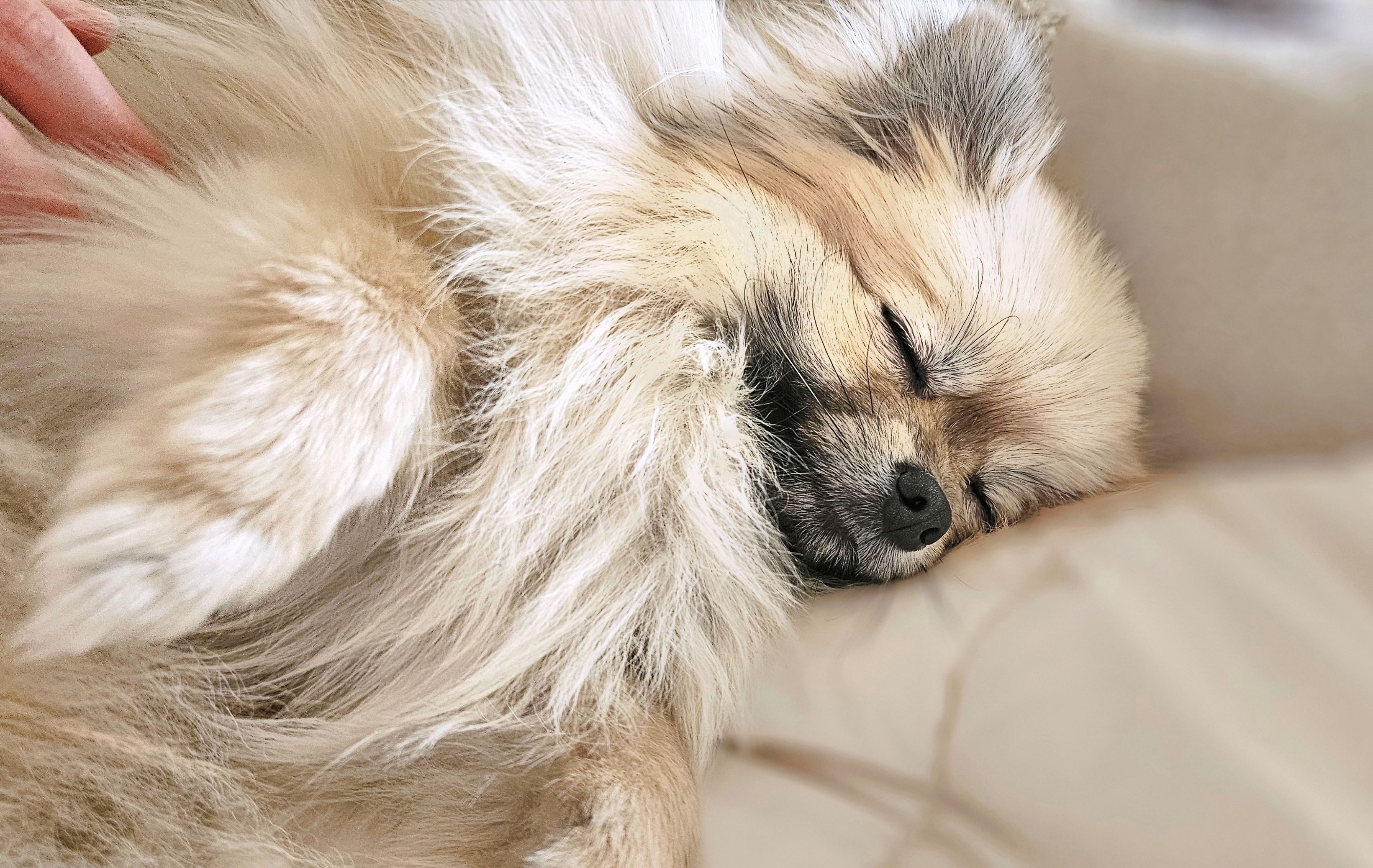 편안하게 잠자는 강아지