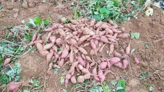 고구마캐는시기 딱 3가지 신호만 보세요 보관법까지 총정리로_7
