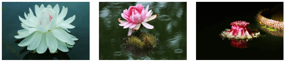 세미원 연꽃축제 빅토리아 수련의 3일간 모습