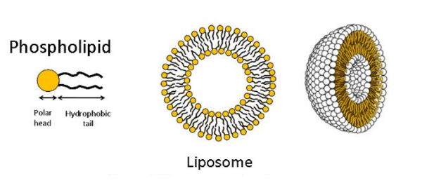글루타치온 글루타티온 환원형 루치온 GSH NAC ODF 필름형 구강 주사 여에스더 영양제