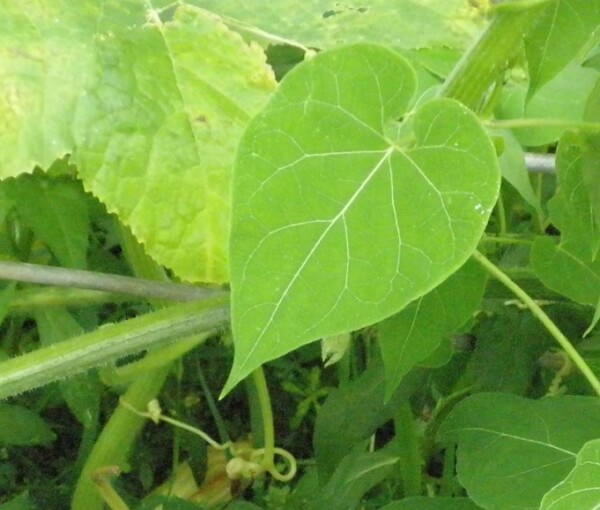 백수오-잎과-나무