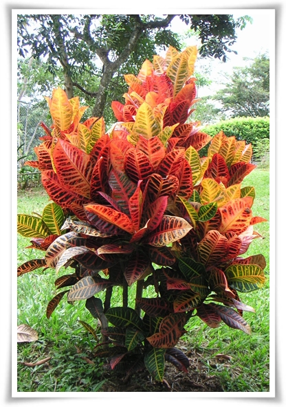 "실내 공기정화에 좋은 식물 Best 10" 공기정화 식물로 건강한 공간 만들기!