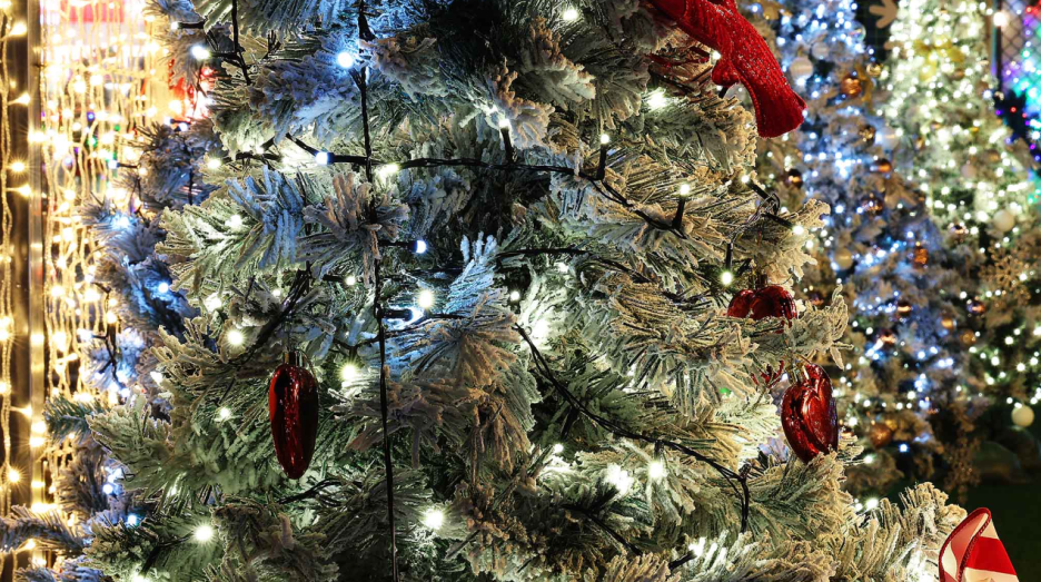 2025 함평 겨울빛축제