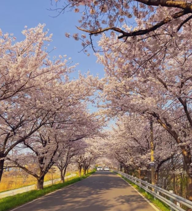 전주 벚꽃 명소 베스트 10