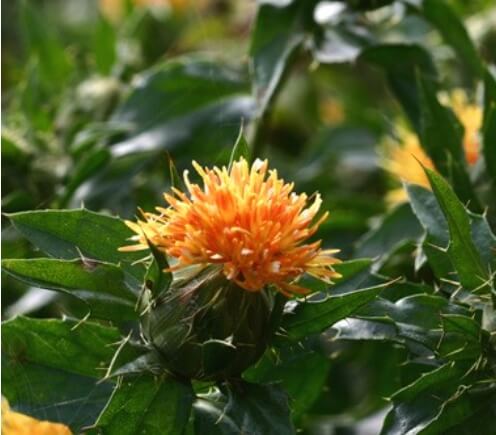 홍화꽃과-가시달린-잎