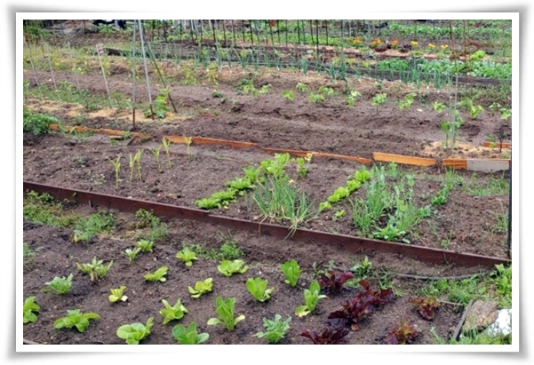 텃밭 "6월에 심기 좋은 작물" 지금 심으면 쑥쑥 자라는 여름 작물 추천!