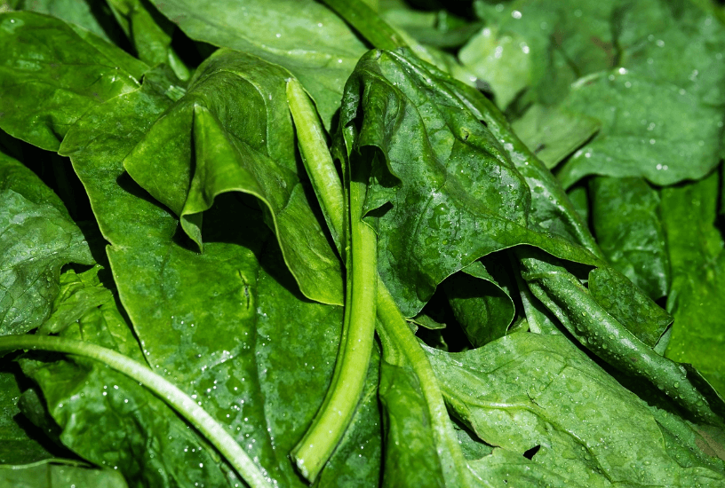 저칼로리 채소 영양소 식이섬유 시금치 사진