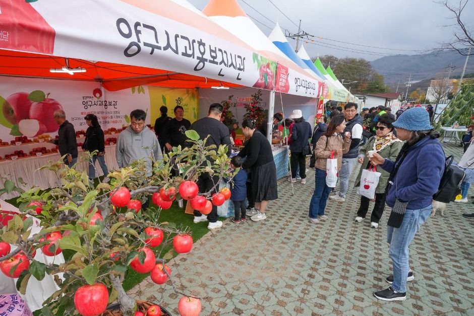 2025 청춘양구 펀치볼 시래기 사과축제 ❘ 일정 · 프로그램 · 먹거리 · 구매 정보 총정리 관련 사진