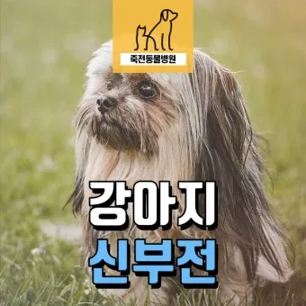 강아지 신부전에 좋은 음식 추천_20