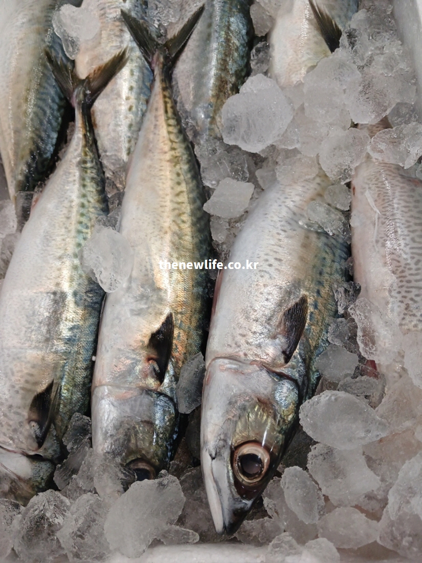 고등어에 풍부한 EPA와 DHA가 혈액순환과 심혈관 건강에 유익함을 나타내는 실사 사진