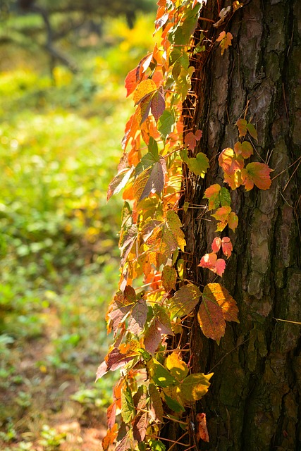조선왕릉대탐미 행사 안내: 주요 내용과 예약