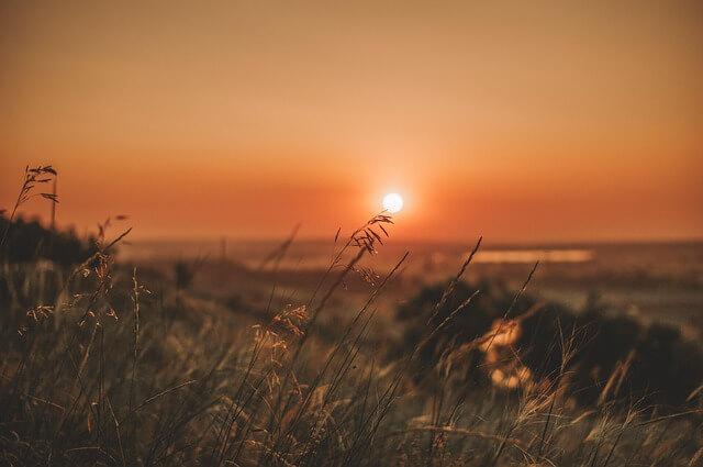 콜레르파 탁시폴리아의 확산 배경