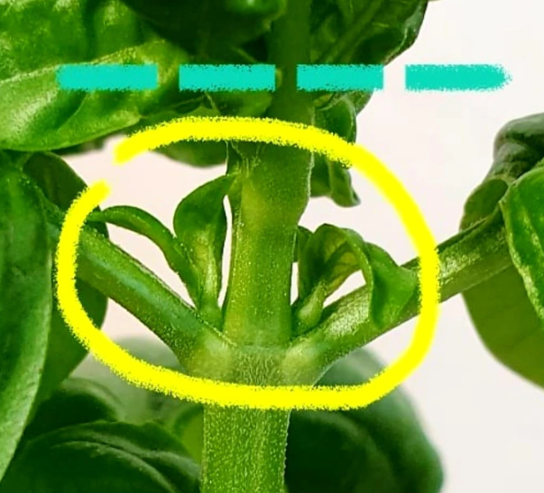 바질 키우기 방법 난이도 씨앗 모종 키트 스위트바질 물주기 순지르기 수확 3