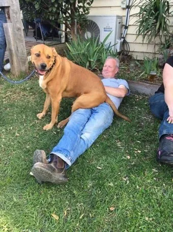 강아지 엉덩이 들이미는 이유 애정표현인지_13