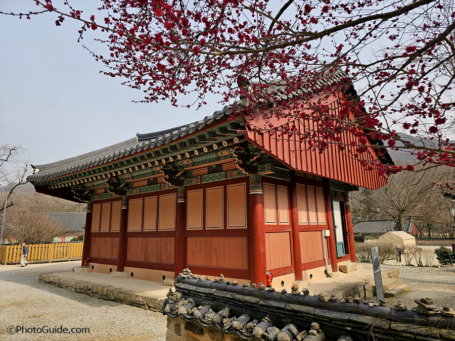 선운사 홍매화