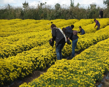 서산 국화축제_11