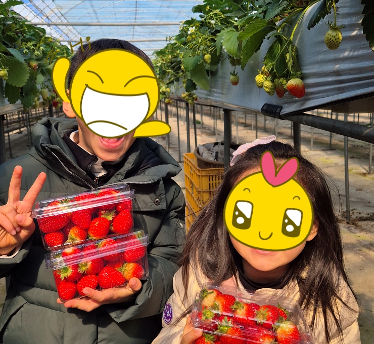 딸기농장 딸기 따기 체험