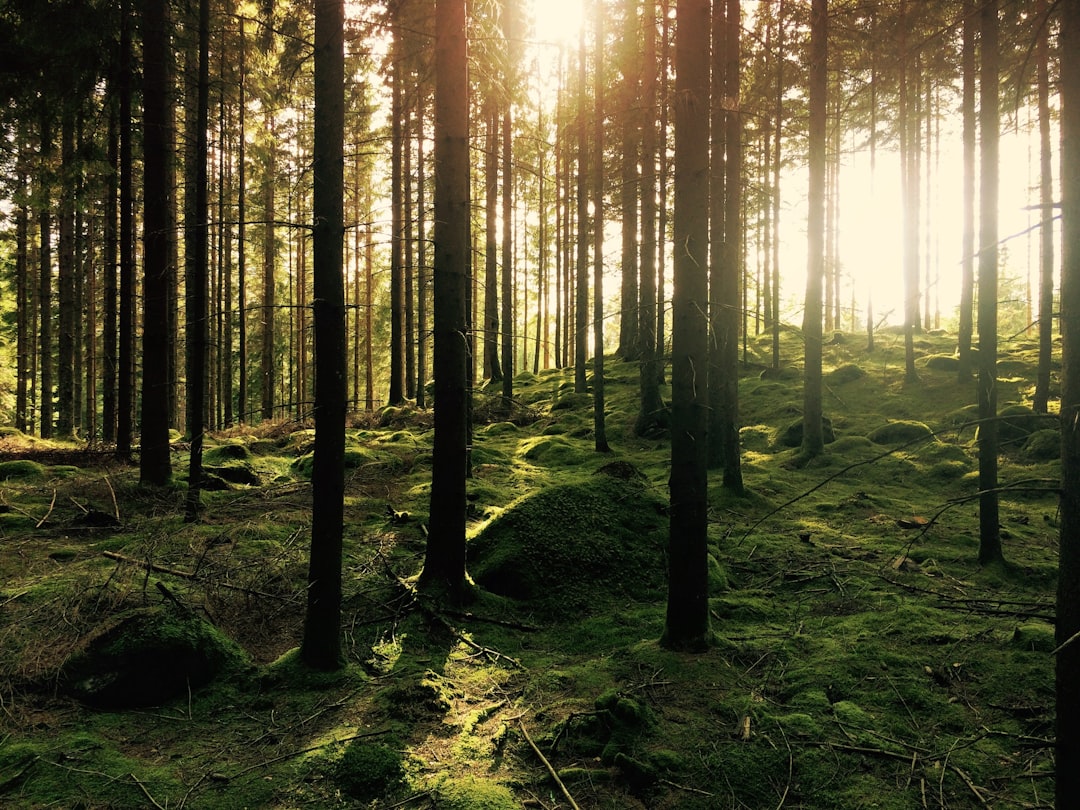 Hwadam Forest