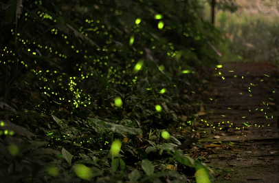 반딧불이의 계절에 쓰는 작은 일기: 도시 밖, 느릿한 생물 관찰기