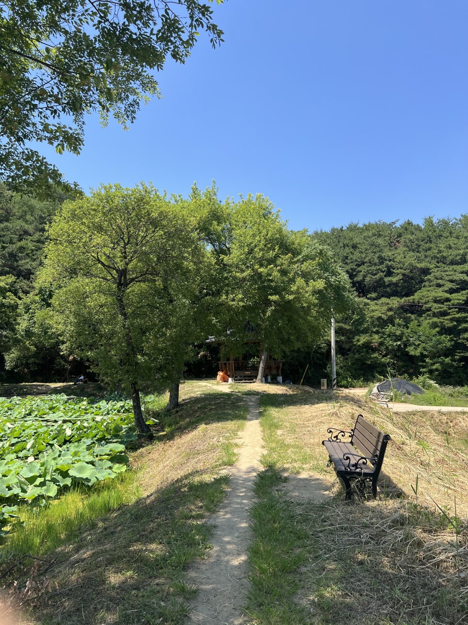 칠곡 달비못 왕버들