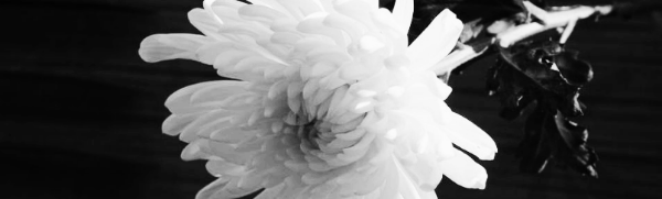 TOP 30 (프리드라이프 상조, 보람상조, 예다함 상조 등)