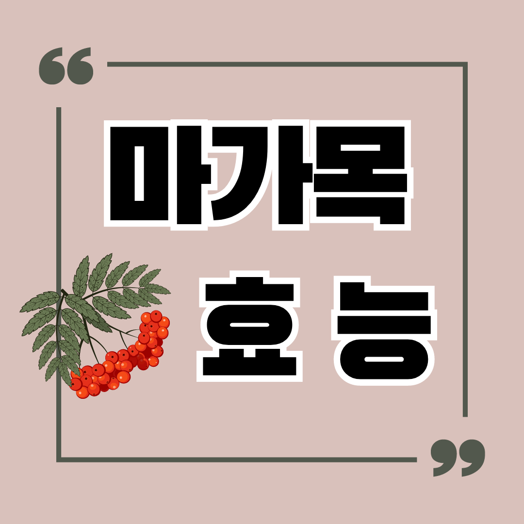 마가목 효능 14가지