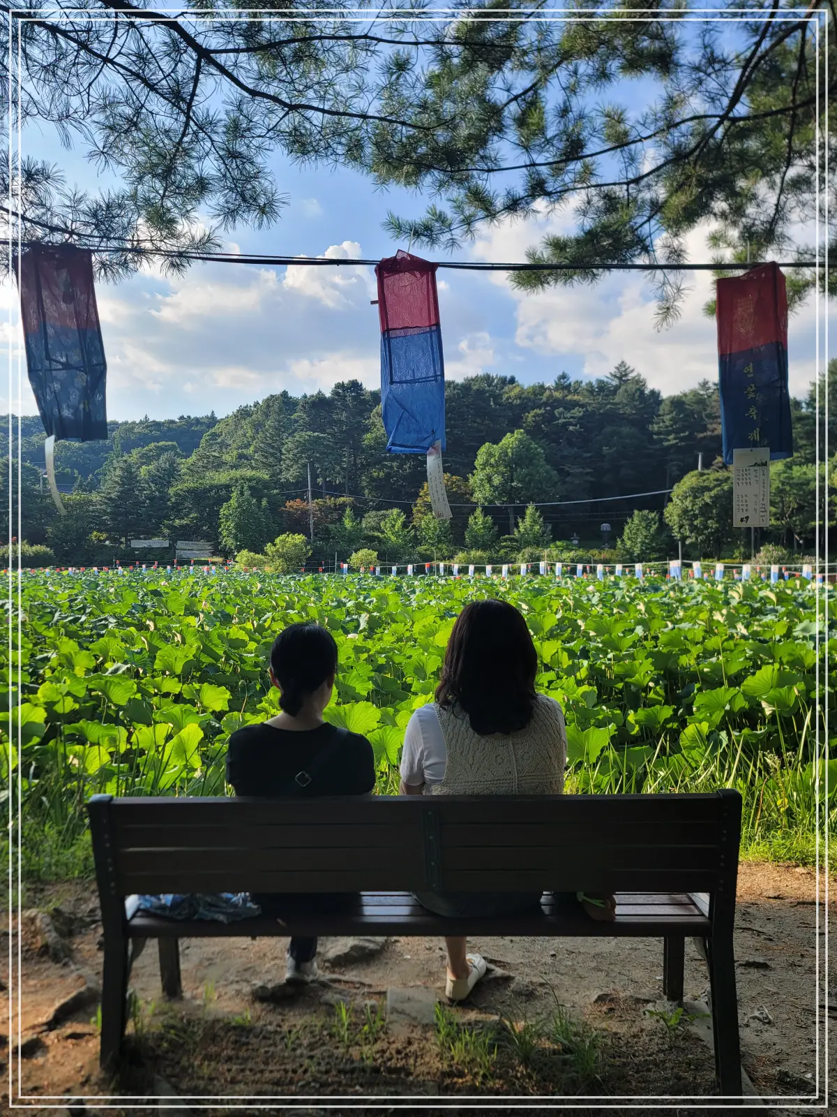 봉선사-연꽃축제-20250810_171959