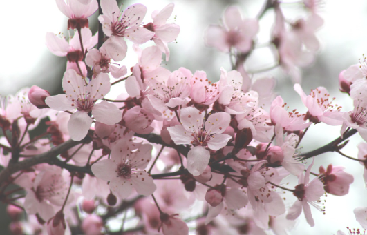 2025 벚꽃 여행지 추천! 인스타 핫플 모음