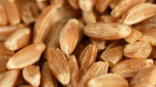 파로 섭취 권장량