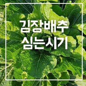 김장 배추 재배 파종 모종 웃거름 결구 수확 타이밍_7