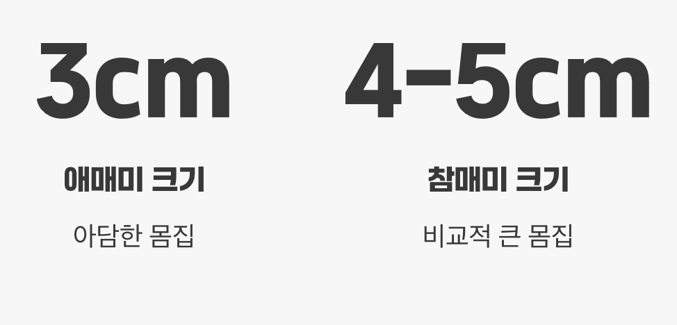 크기와 생김새의 특징