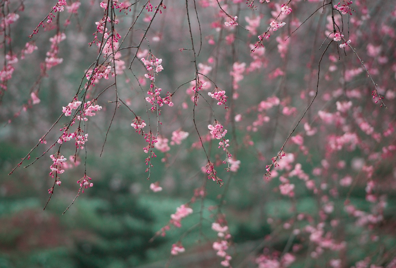 전국 벚꽃 축제 일정 총정리