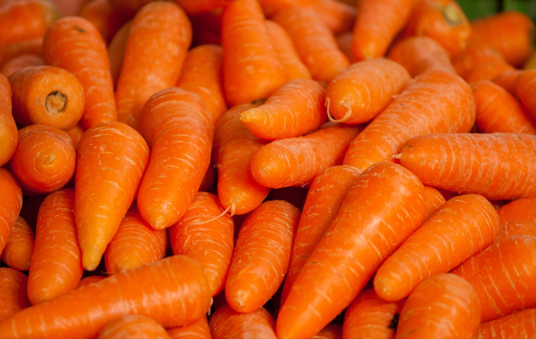 당근(Carrot)에 대한 자세한 설명 관련 사진