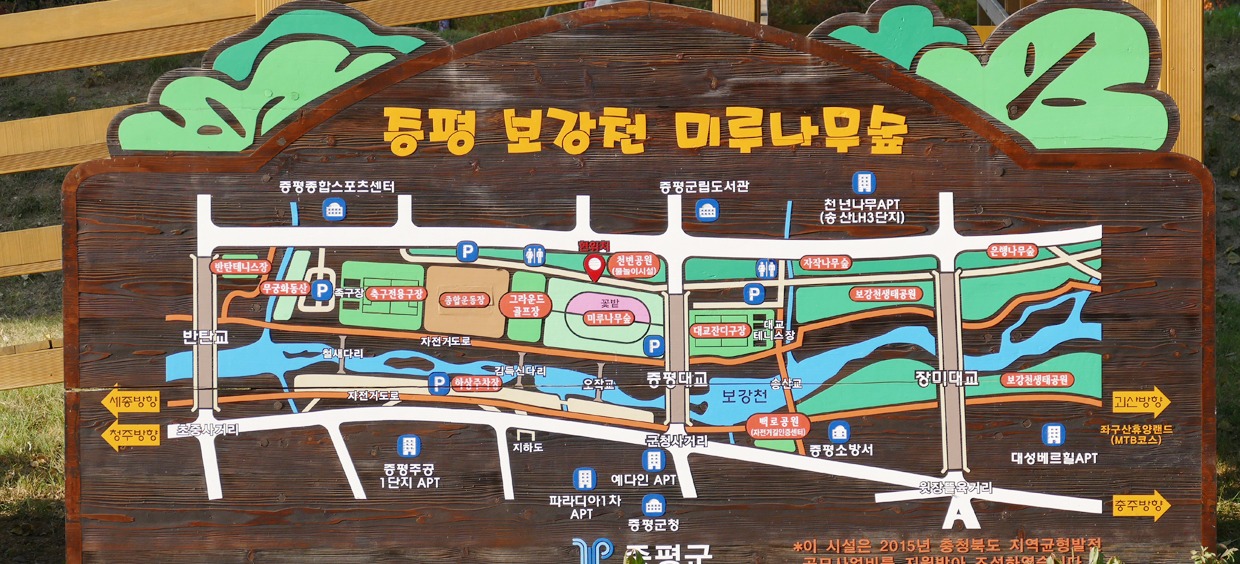 증평 보강천 미루나무숲
