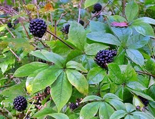 오가피효능,오가피열매효능,가시오가피주,가시오가피효능,오가피열매