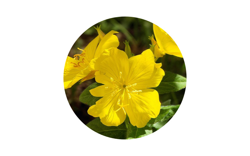 달맞이꽃종자유10