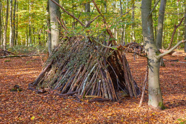 반려동물과 함께 대피소에서 1박 - 감염, 모기, 동물 대처법