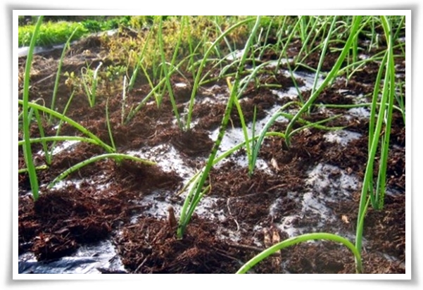 &quot;10월, 양파 심으세요!&quot; 건강한 양파 키우기 완벽 가이드!