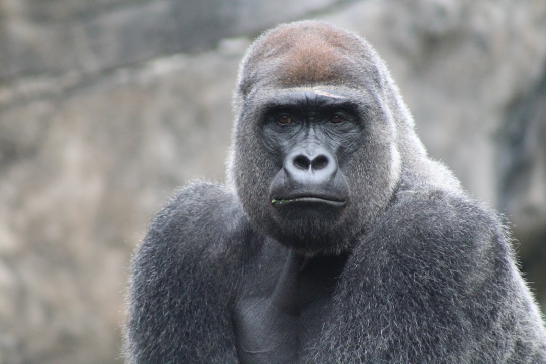 Monkey