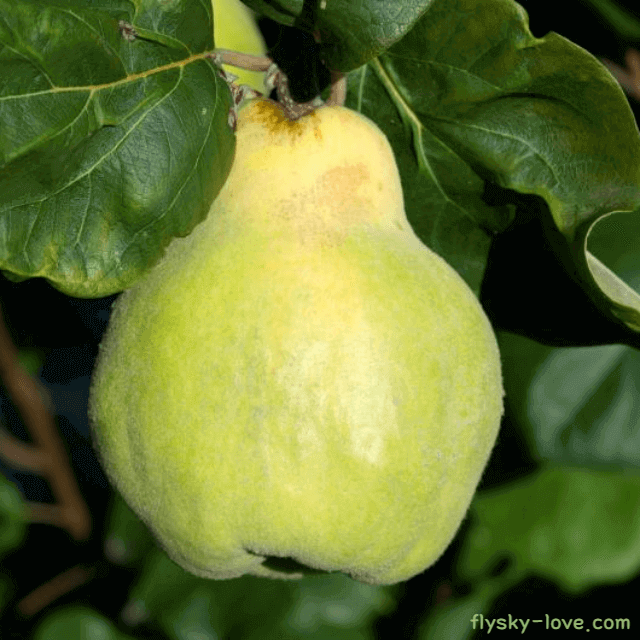 기관지에 효과적인 모과