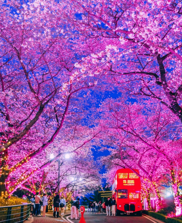 이월드-블라썸-피크닉