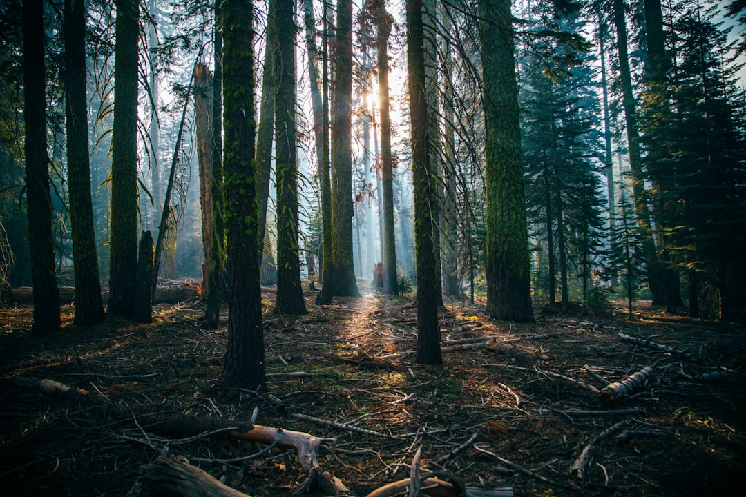 Hwadam Forest
