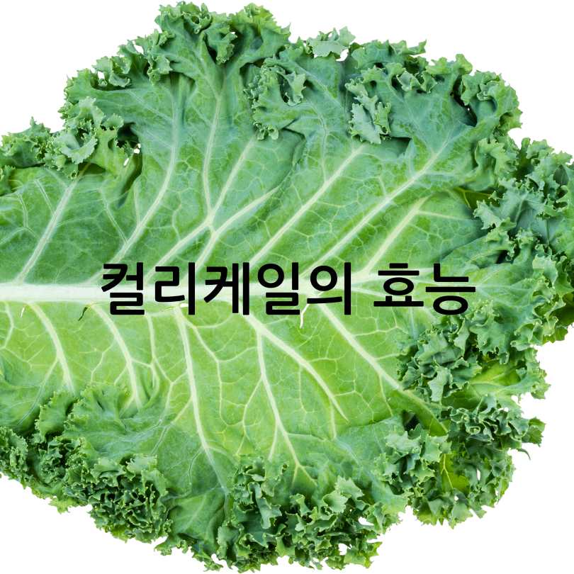 암을 쫓는 채소, 컬리케일 효능 총정리