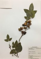 코나루스세미데칸드러스