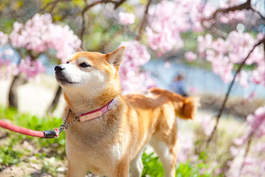 식후 바로 산책은 NG 시바견 벚꽃.