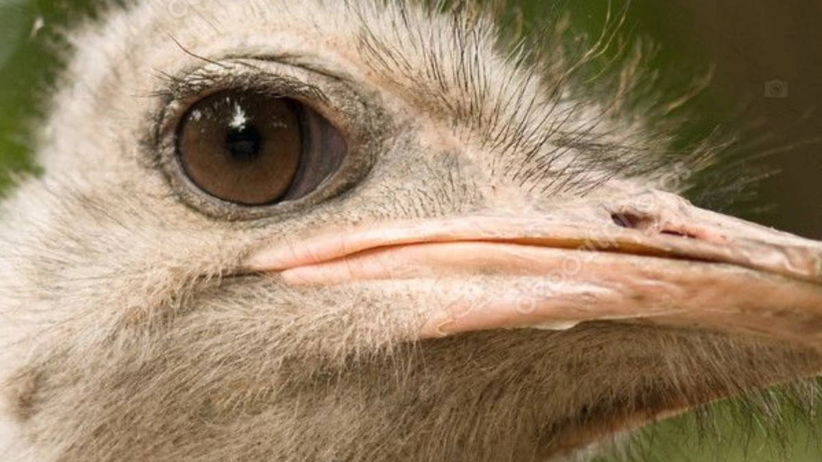 ํ์กฐ์ ์๊ฐ๊ณผ ์ธ๊ฐ์ ์๊ฐ์ ์ฐจ์ด๋ก ์ธํ ์ฝํ
์ธ ๊ฐ๋กํญ ์ต์ ํ